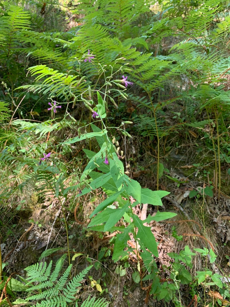 Prenanthes purpurea.jpg