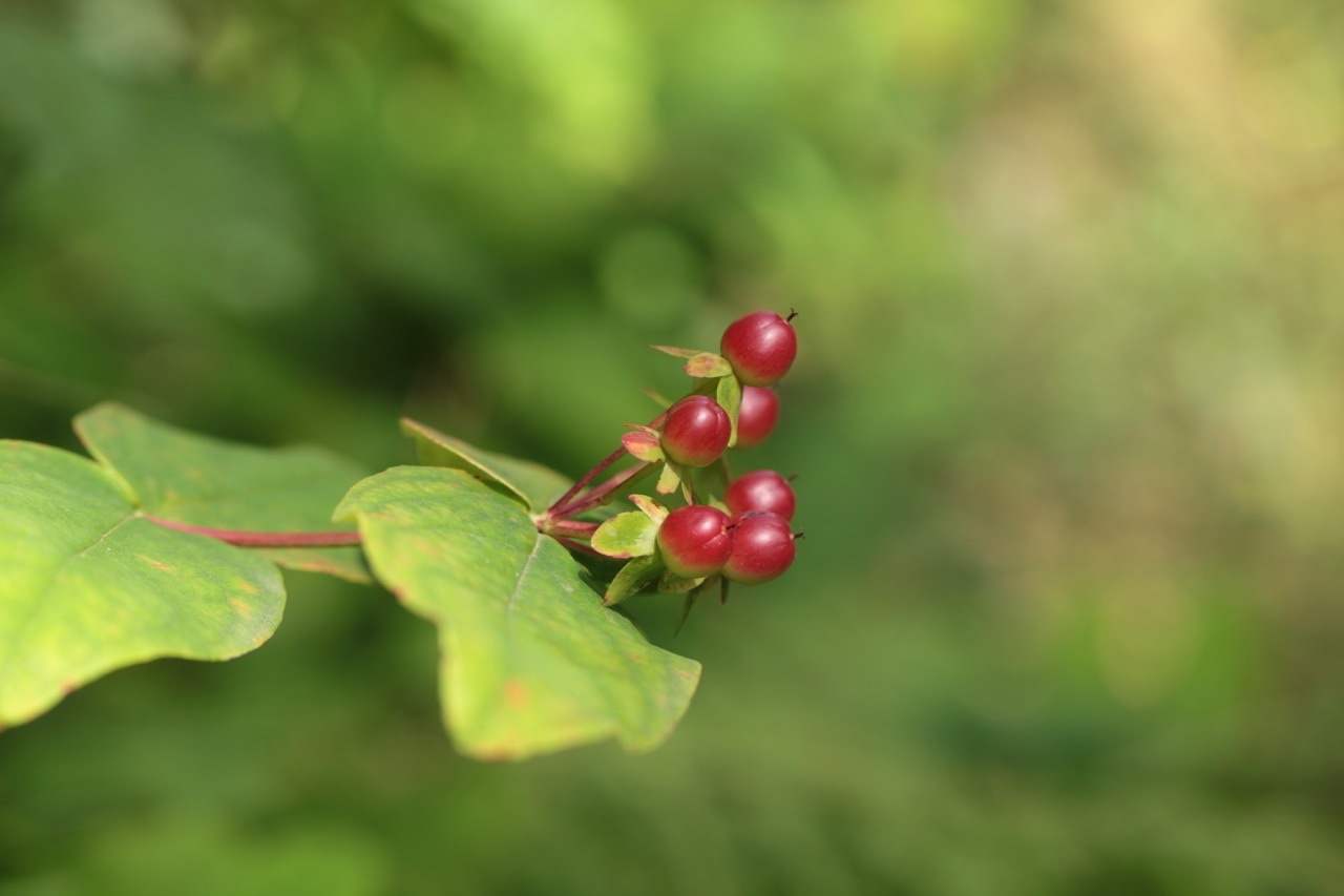 Hypericum androsaemum.jpg