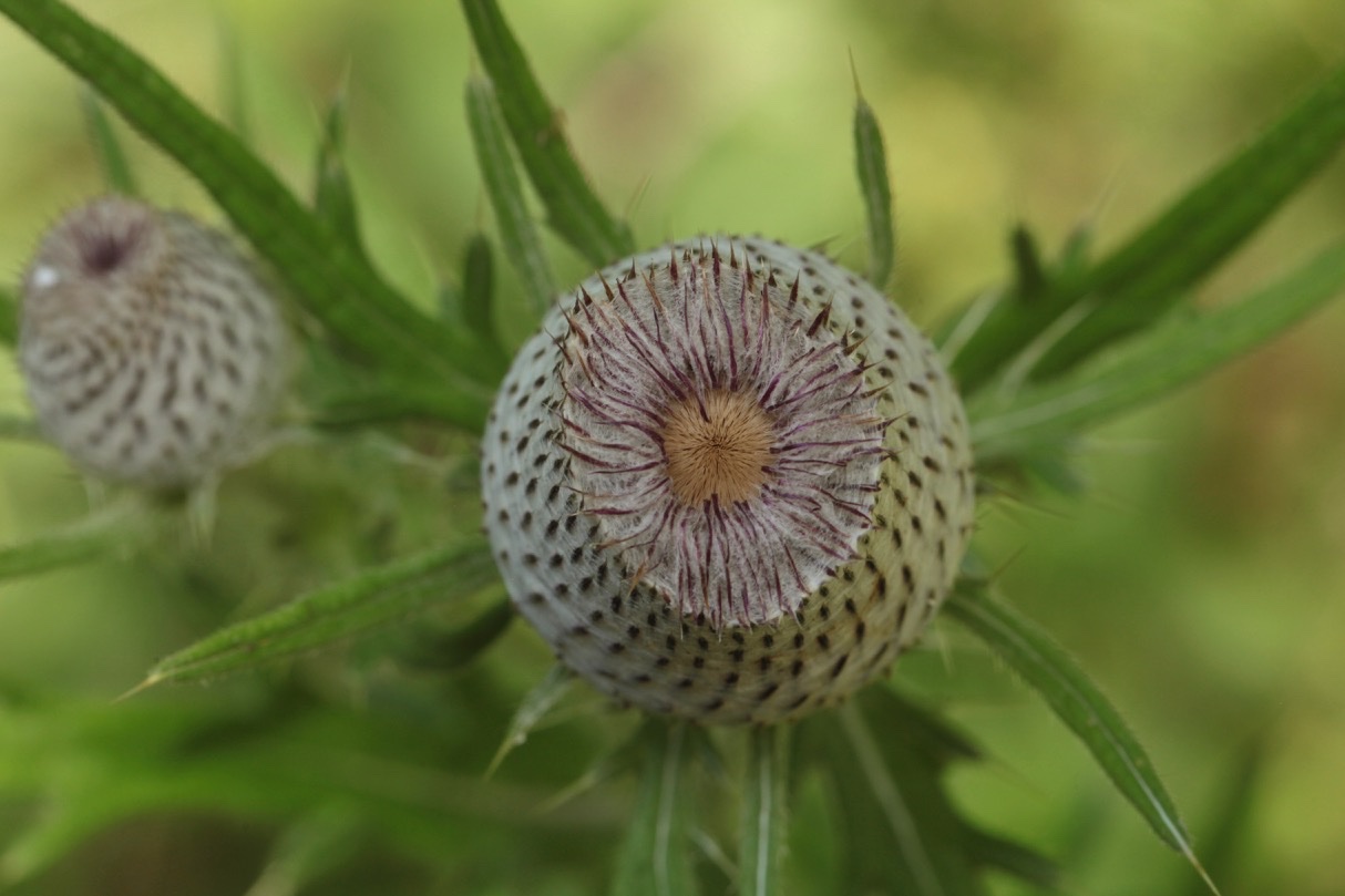 Cirsium eriophorum.jpg