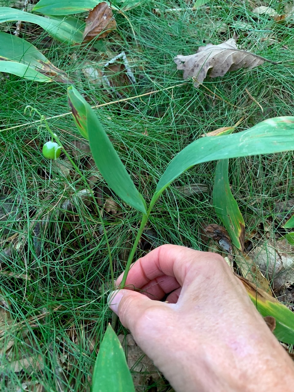 Convallaria majalis.jpg