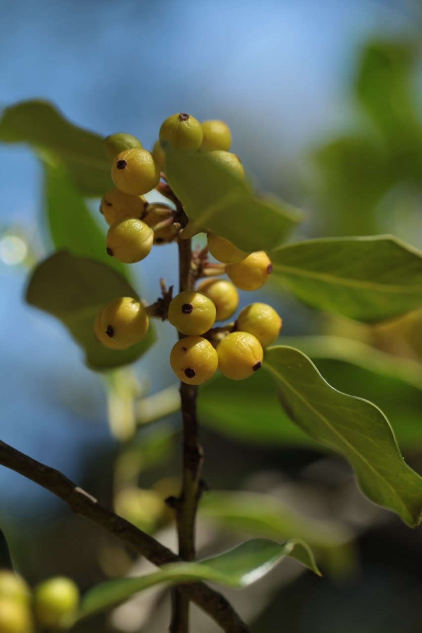 Ilex aquifolium.jpg