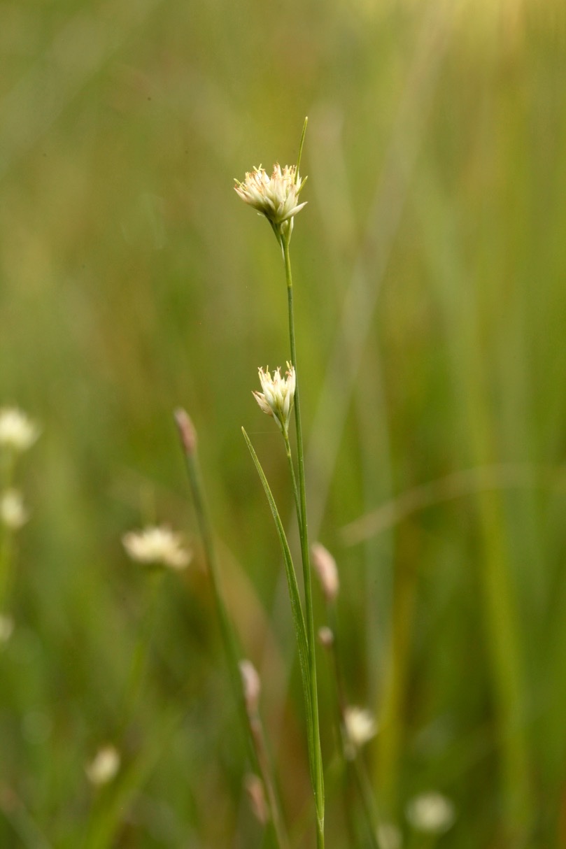 Rhynchospora alba (1).jpg