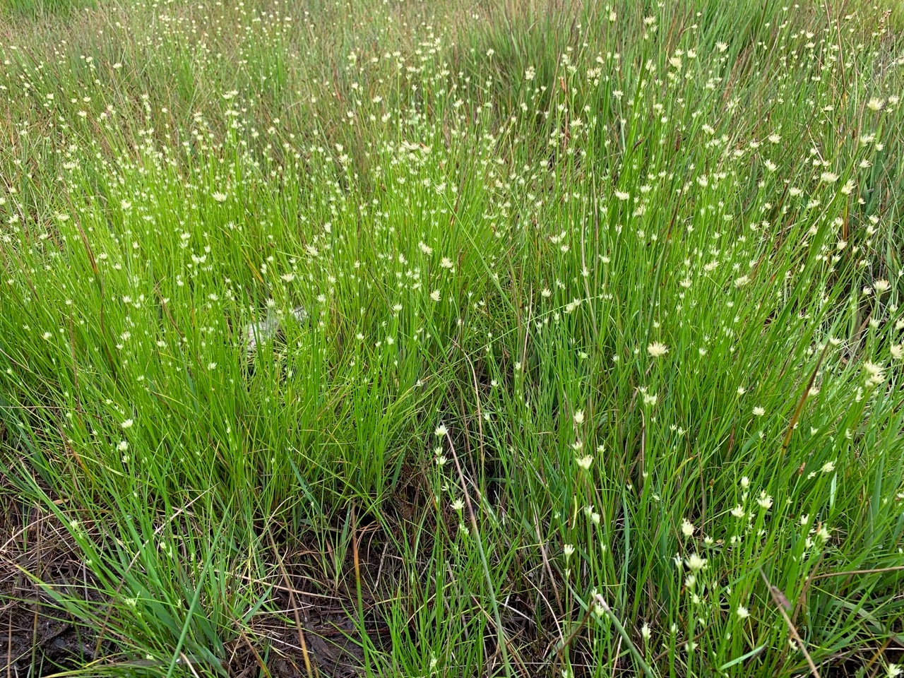 Rhynchospora alba.jpg