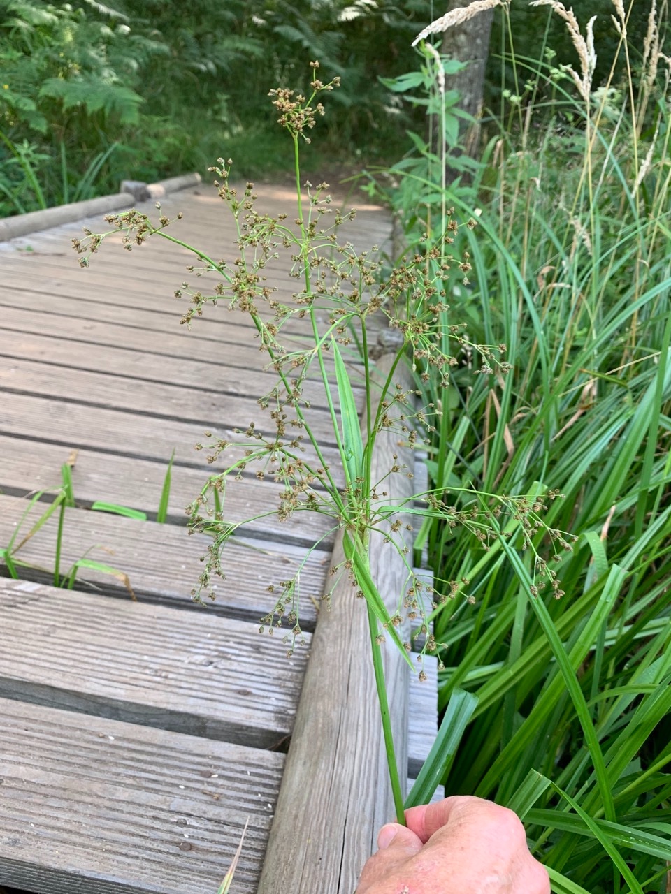 Scirpus sylvaticus.jpg