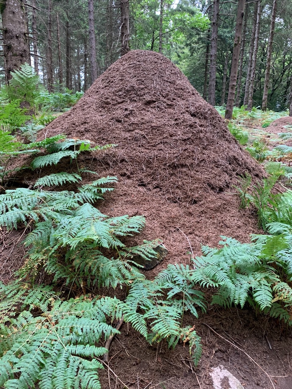 la cité des fourmis.jpg