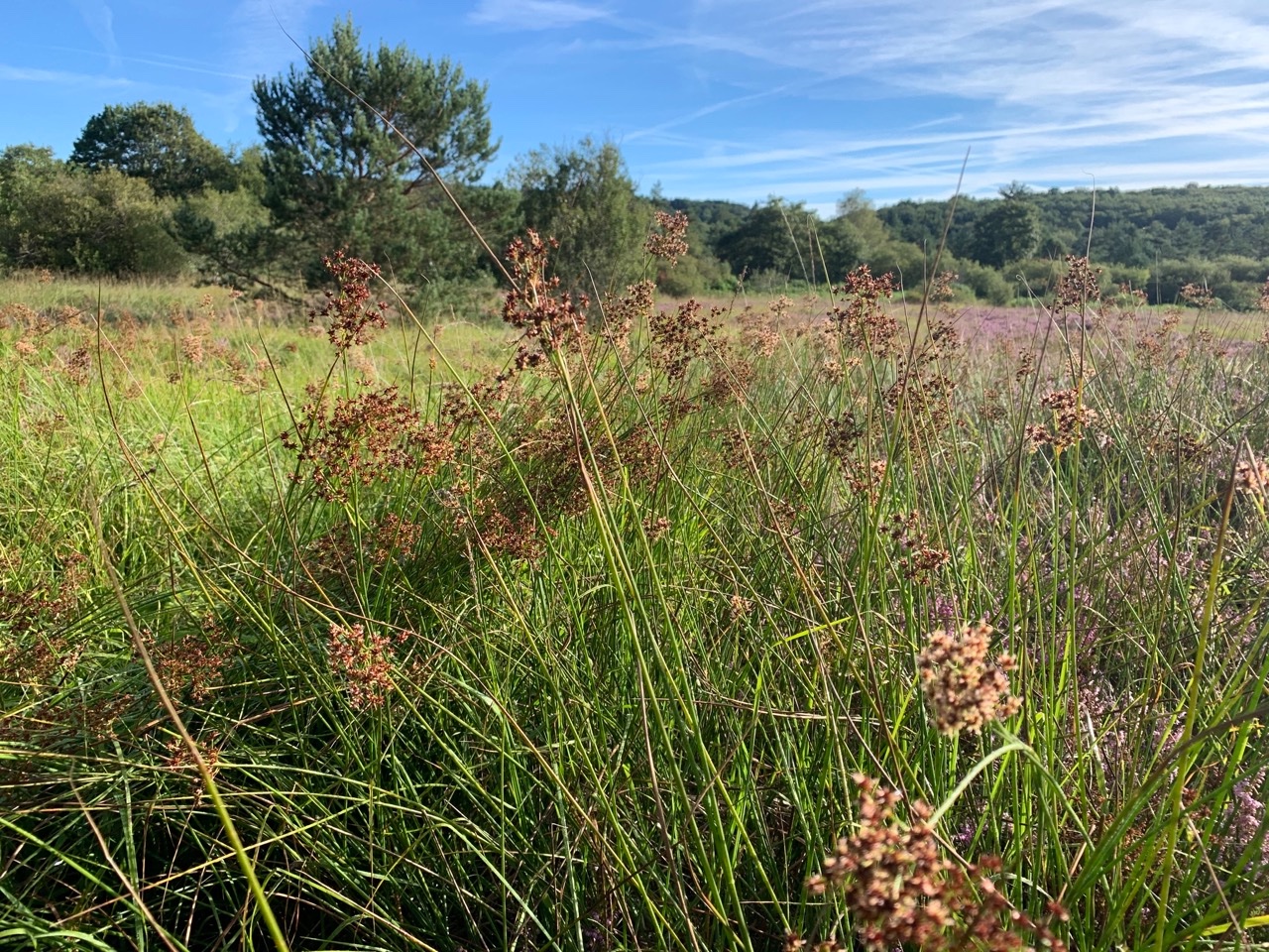 Juncus acutiflorus.jpg