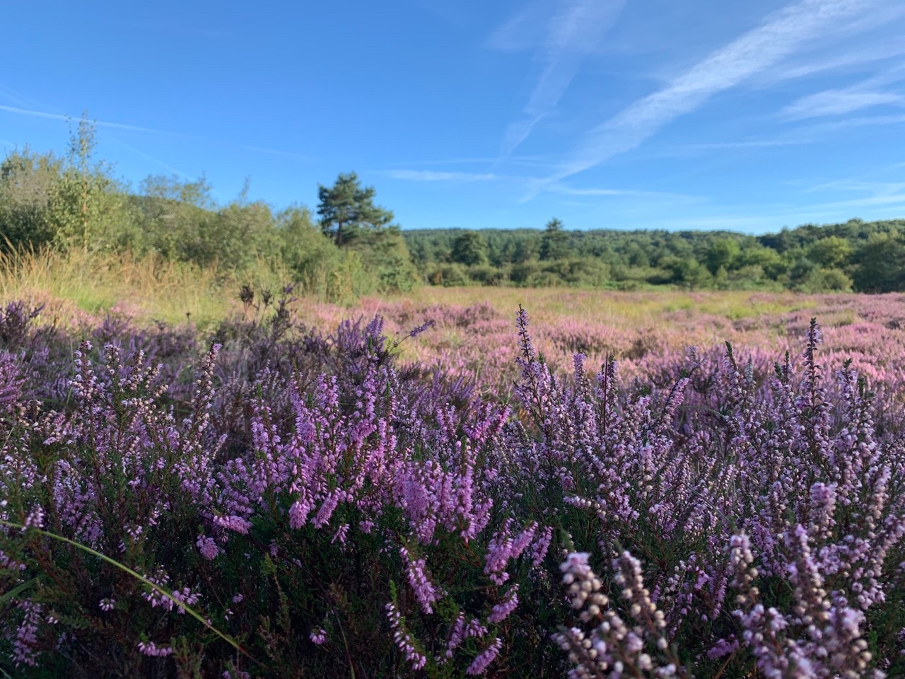 Calluna vulgaris.jpg