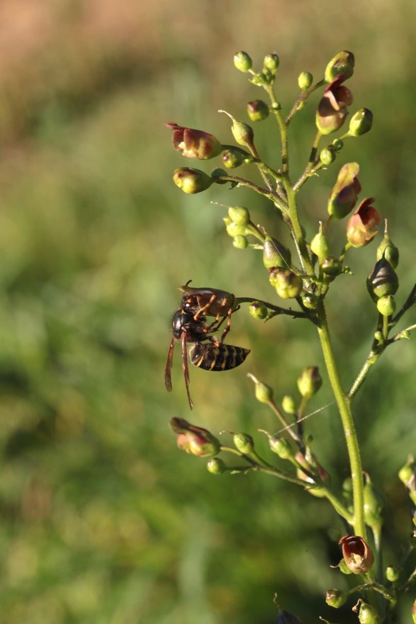 Scrophularia alpestris.jpg