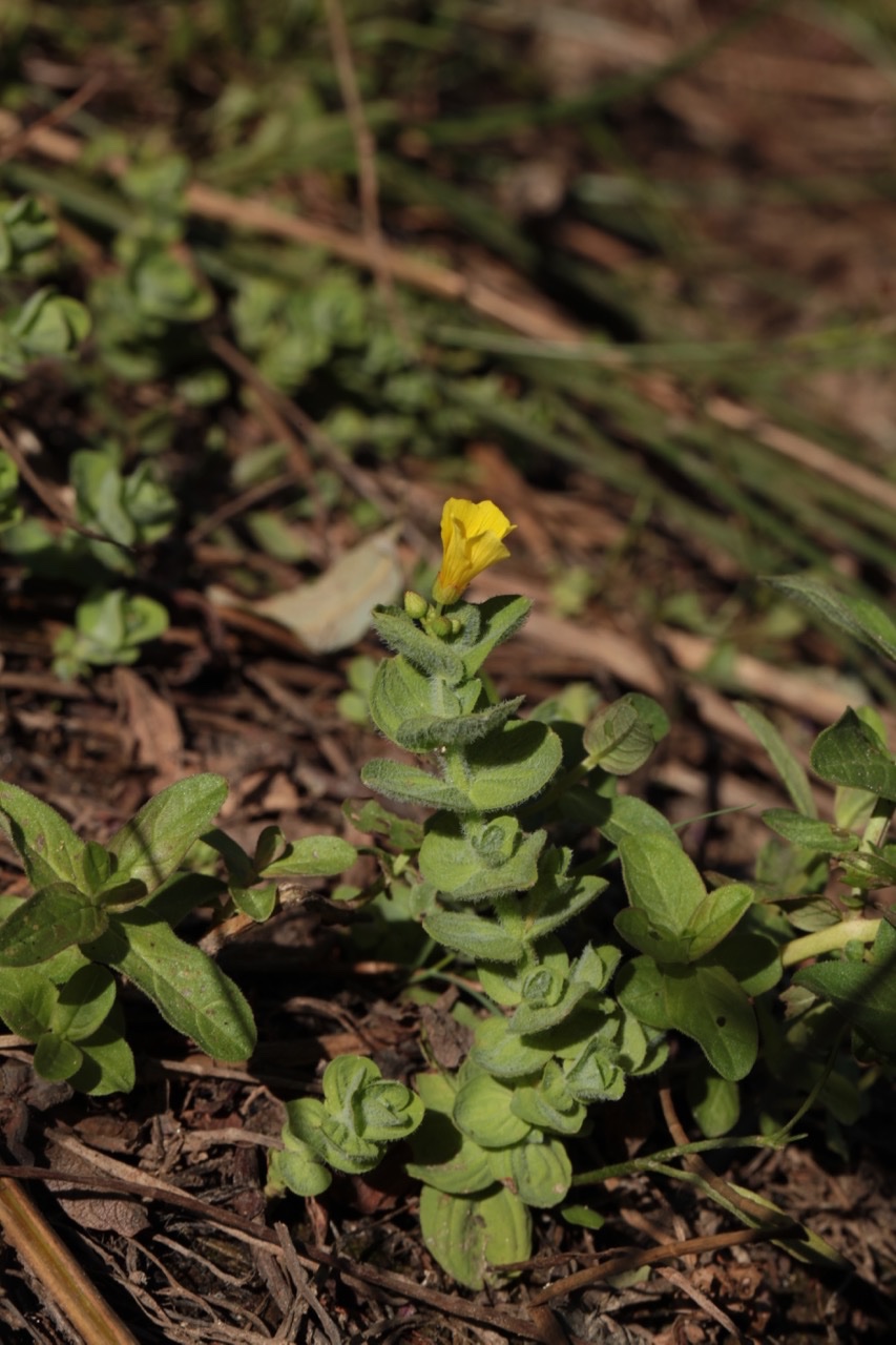 Hypericum elodes.jpg