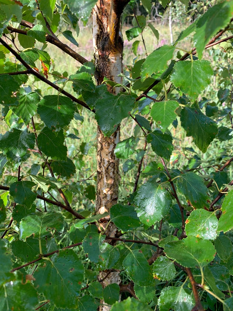 Betula pendula.jpg