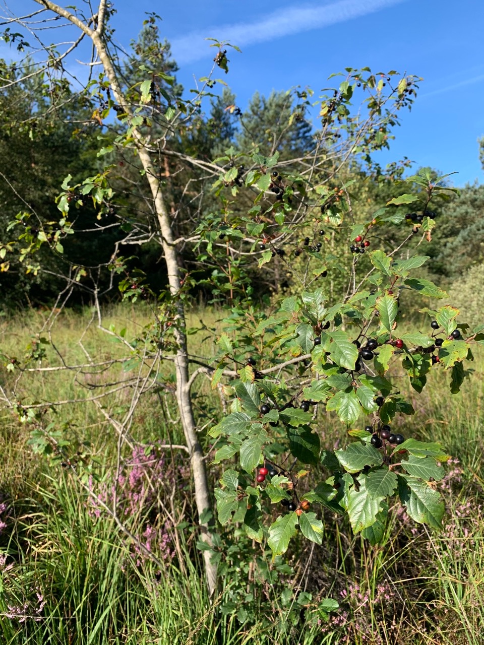 Frangula alnus.jpg