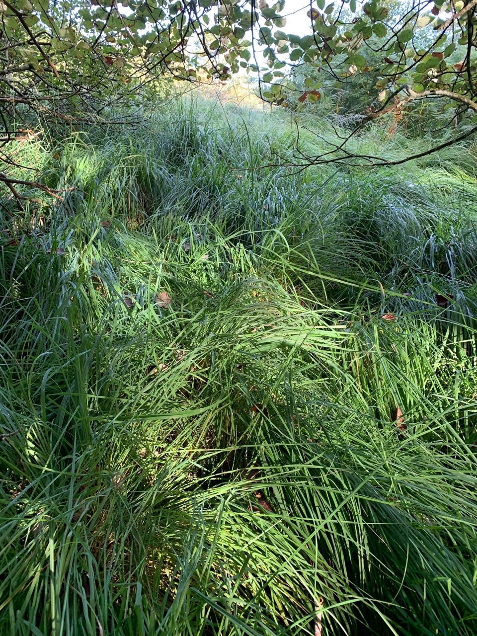 Molinia caerulea.jpg