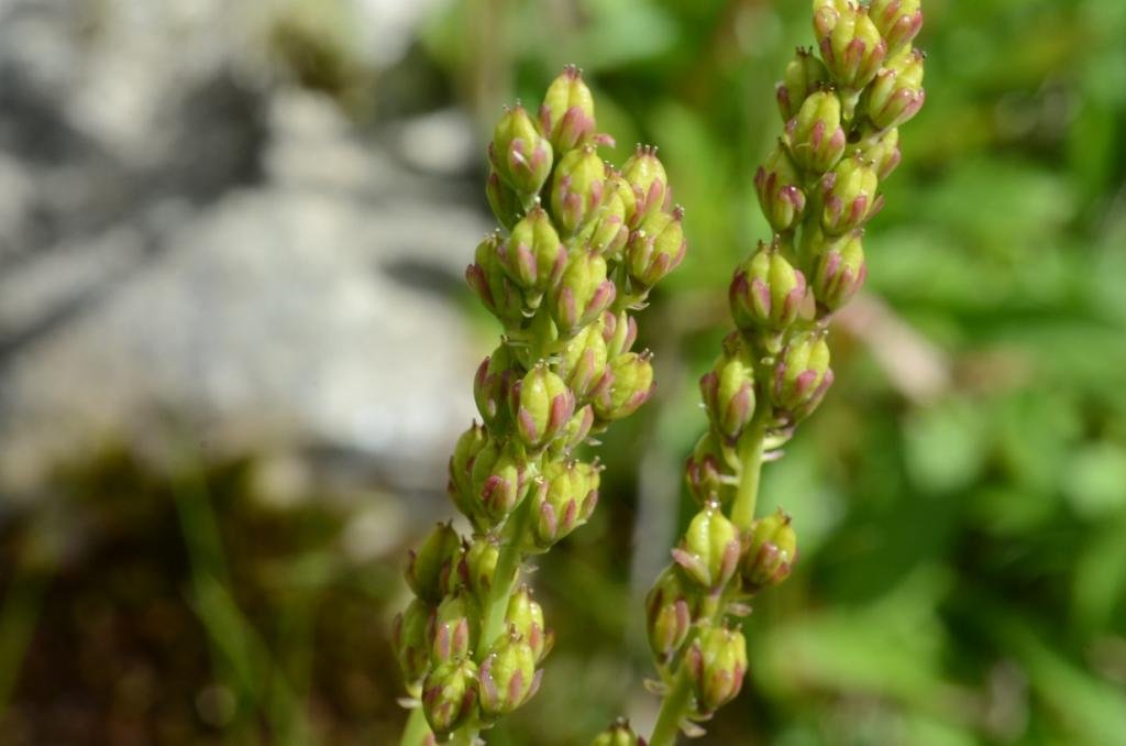 Tofieldia calyculata-Tofieldie à calicule 21b.jpg