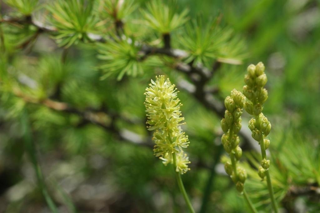 Tofieldia calyculata-Tofieldie à calicule 08b.jpg