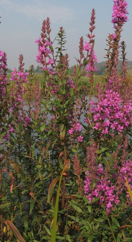 lythrum salicaria2.jpg