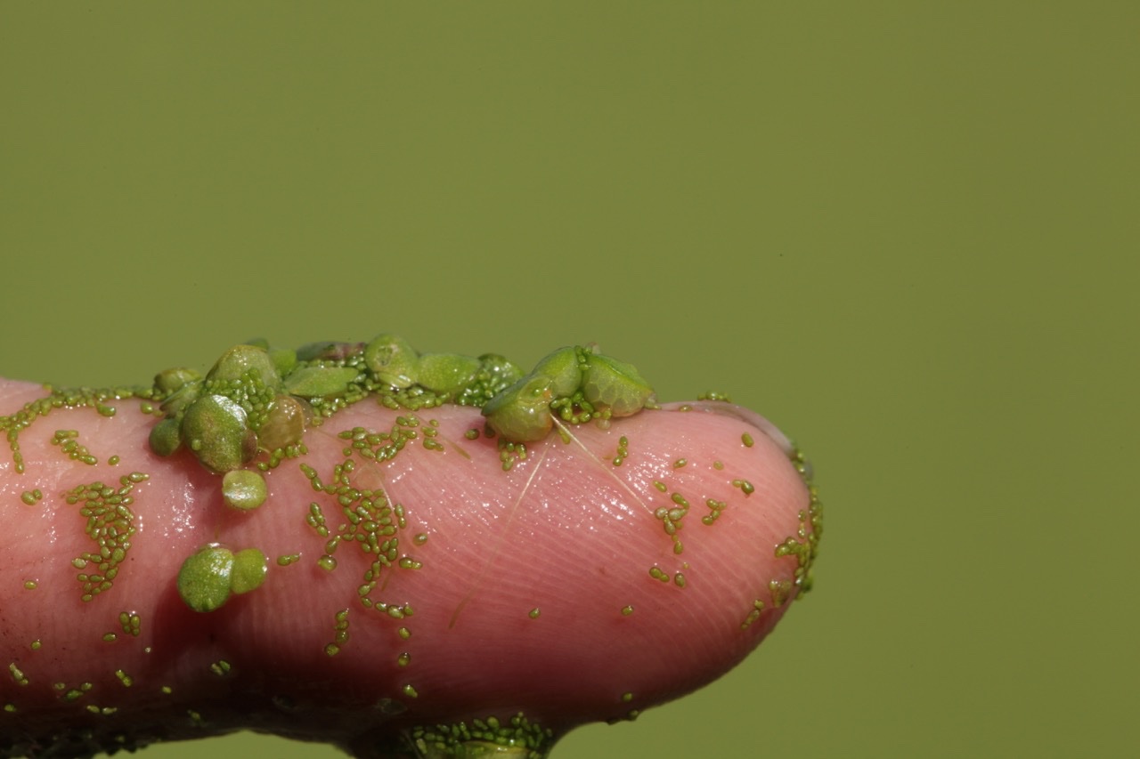 Wolffia columbiana + Lemna gibba.jpg