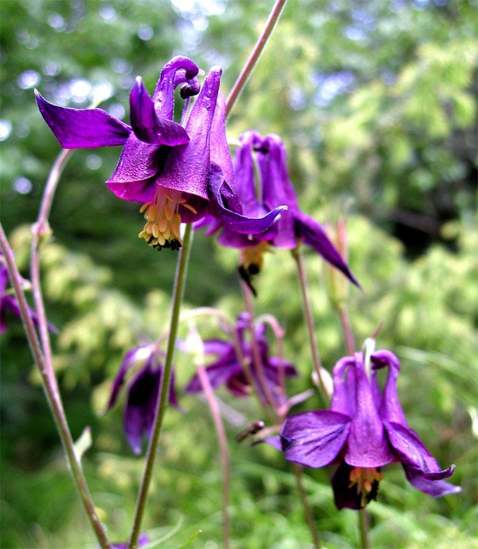 Renonculacées - Aquilegia atrata (A.jpg