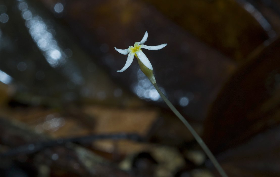 Voyria alvesiana.JPG