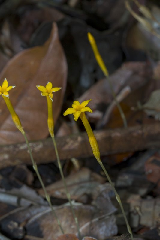 Voyria aphylla.JPG