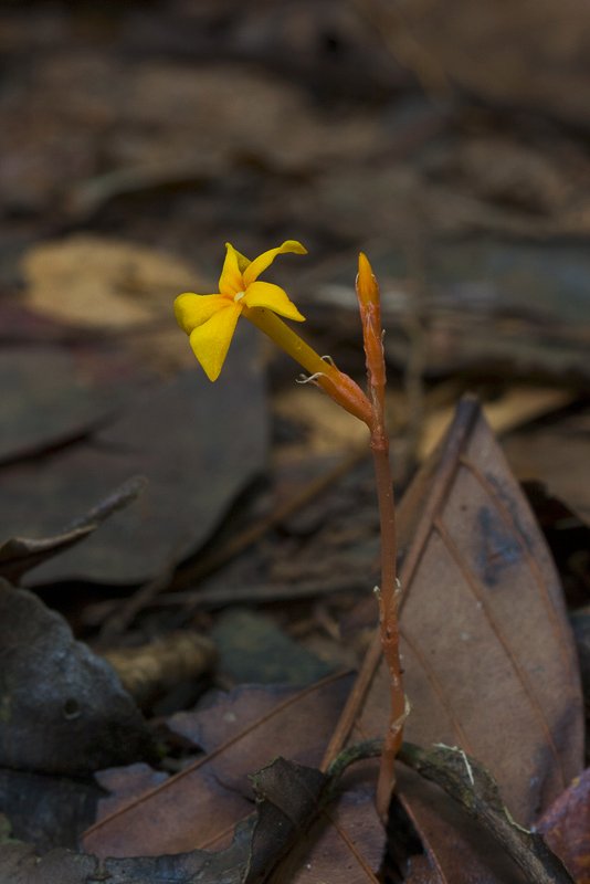 Voyria aurantiaca.JPG