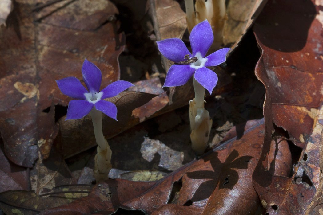 Voyria caerulea.JPG