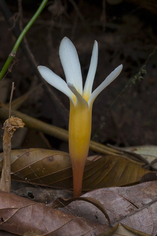 Voyria clavata.JPG