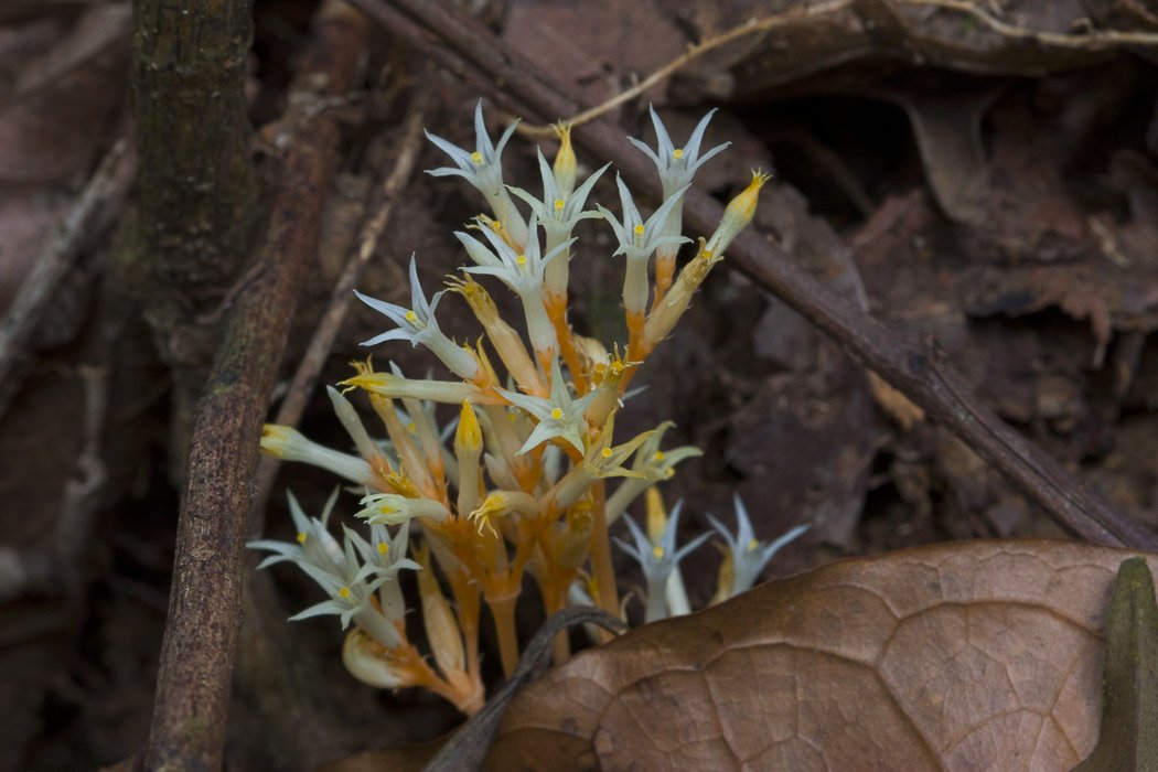 Voyria corymbosa.JPG