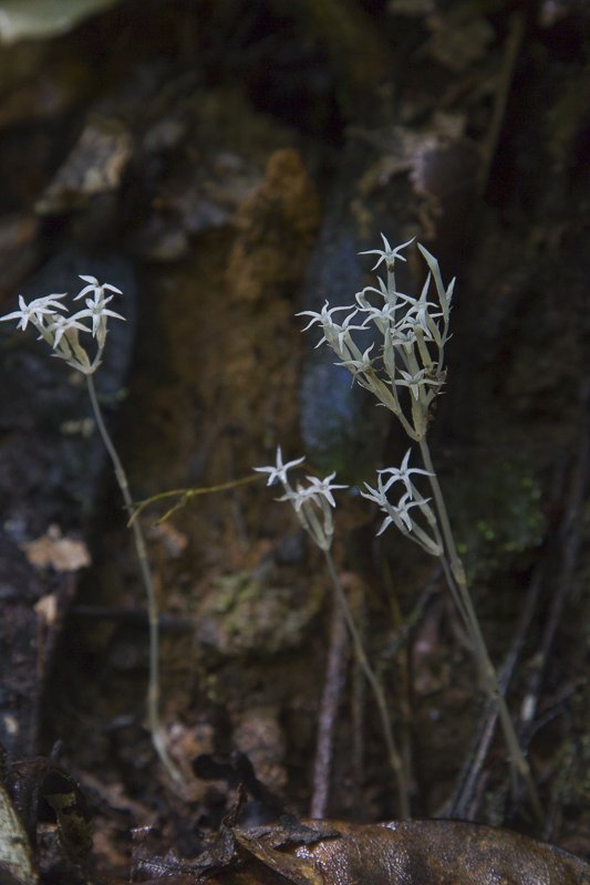 Voyria corymbosa2.JPG