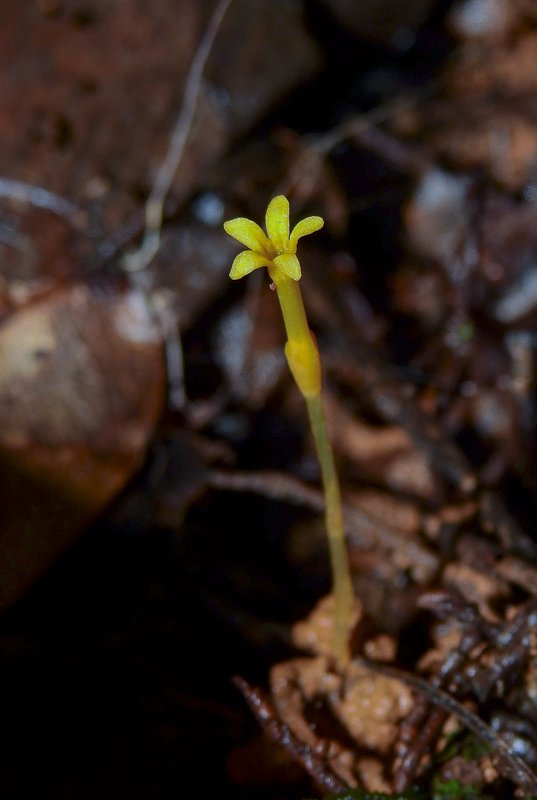 Voyria flavescens.JPG