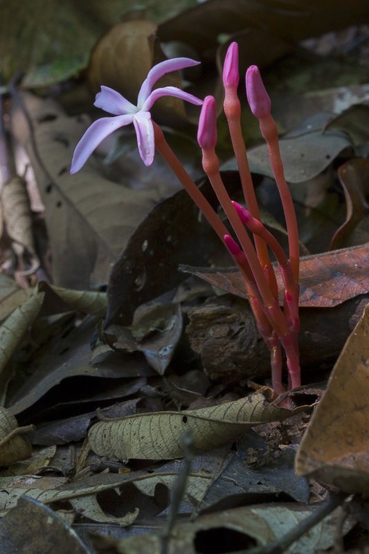 Voyria rosea.JPG