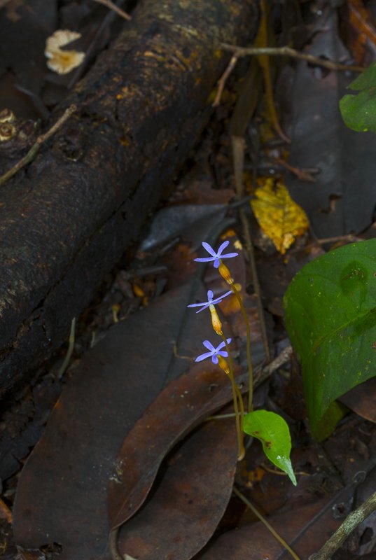 Voyria tenella.JPG