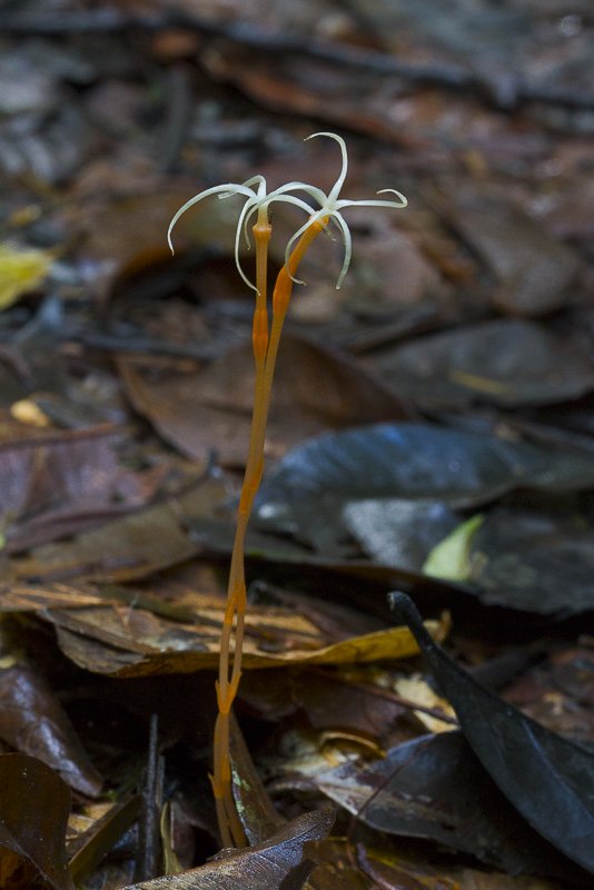 Voyria tenuiflora.JPG