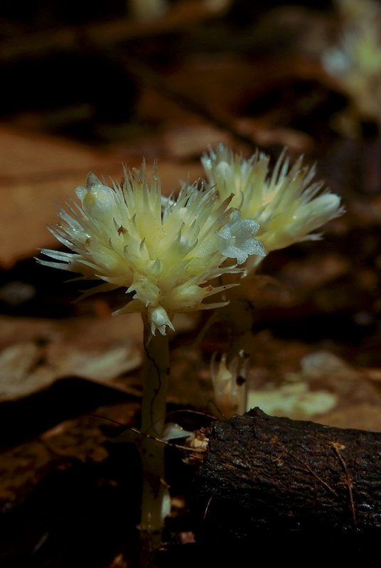 Voyriella parviflora.JPG