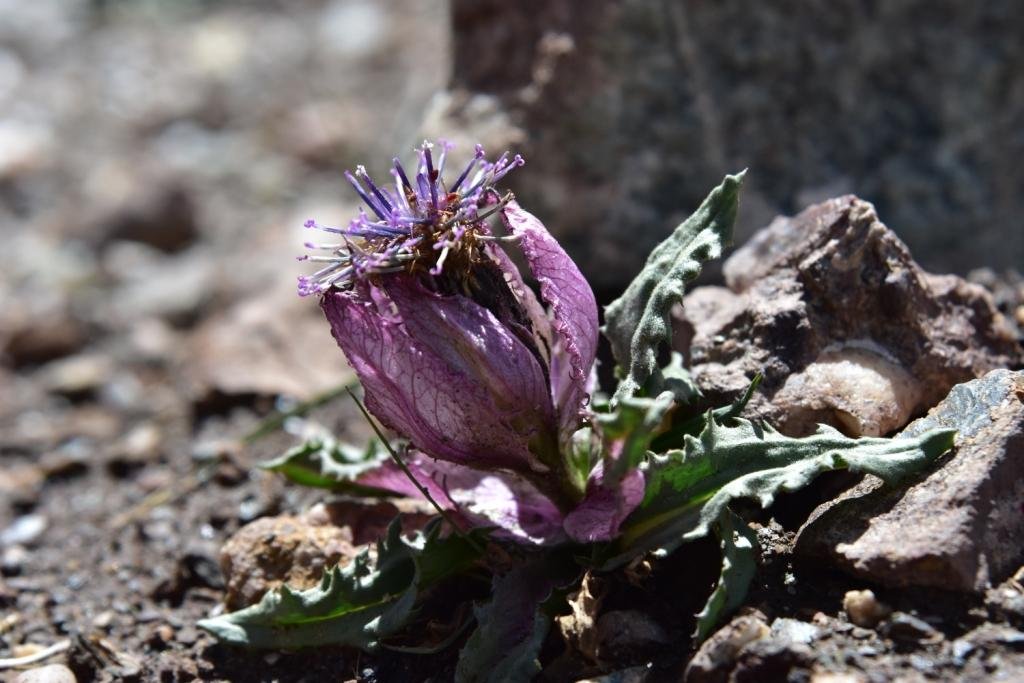 08-Saussurea bracteata.JPG