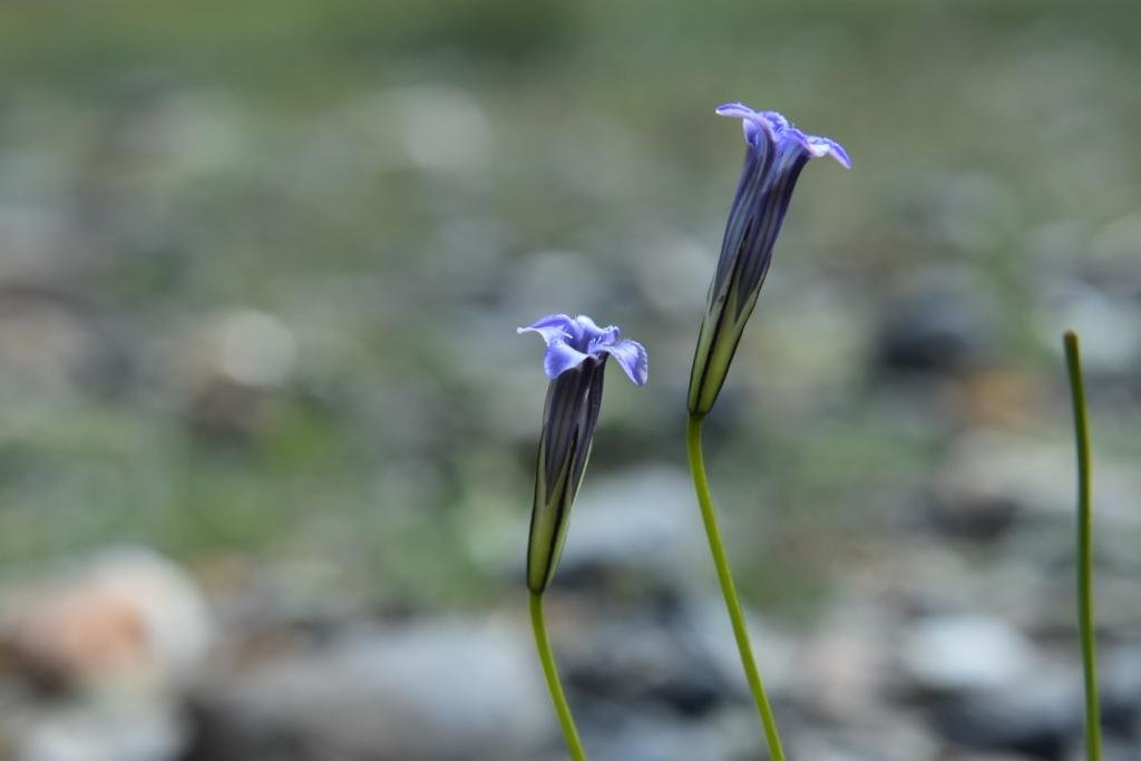 34-Gentianopsis paludosa.JPG