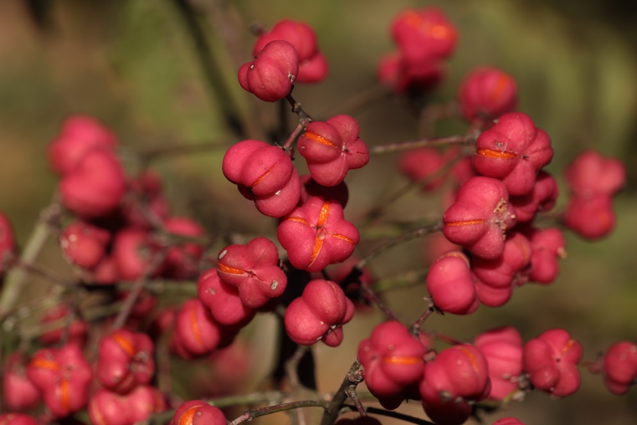 Euonymus europaeus.jpg