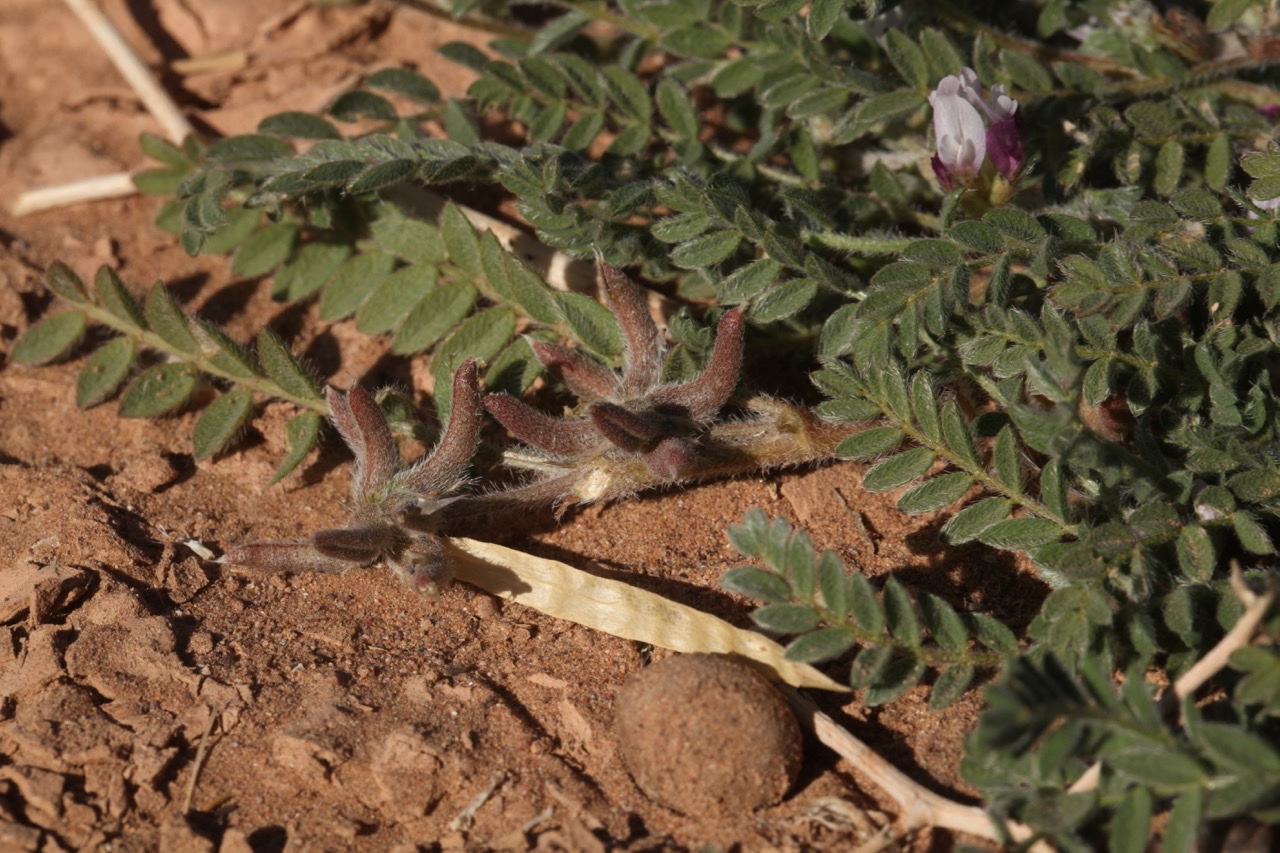 Astragalus (2).jpg