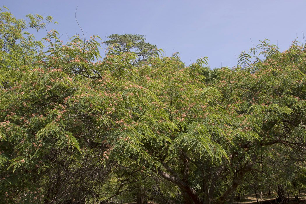 Cassia-roxburghii1.JPG