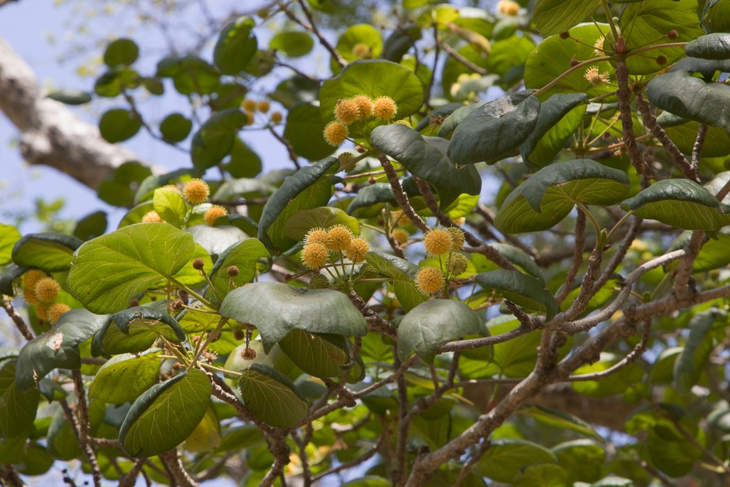 Haldina-cordifolia2.JPG