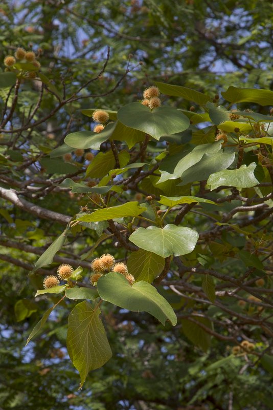 Haldina-cordifolia3.JPG