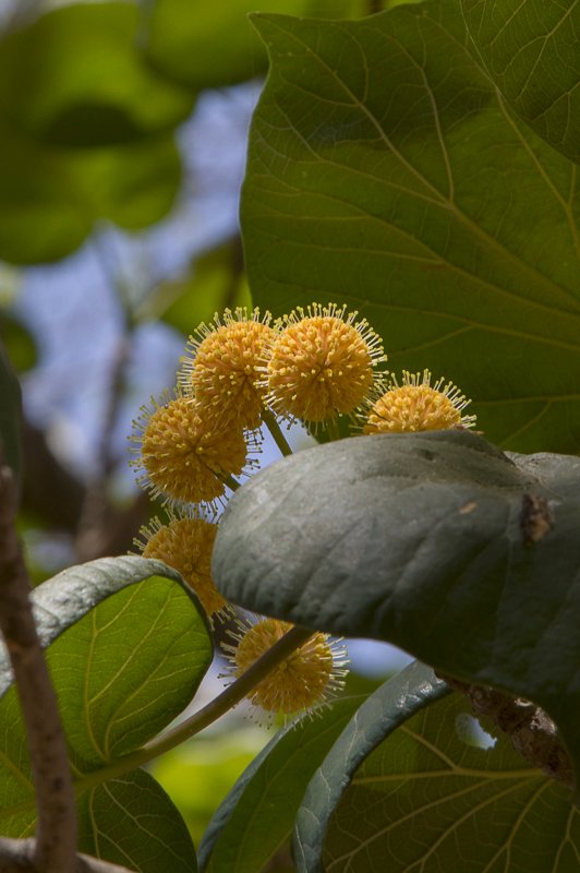 Haldina-cordifolia4.JPG