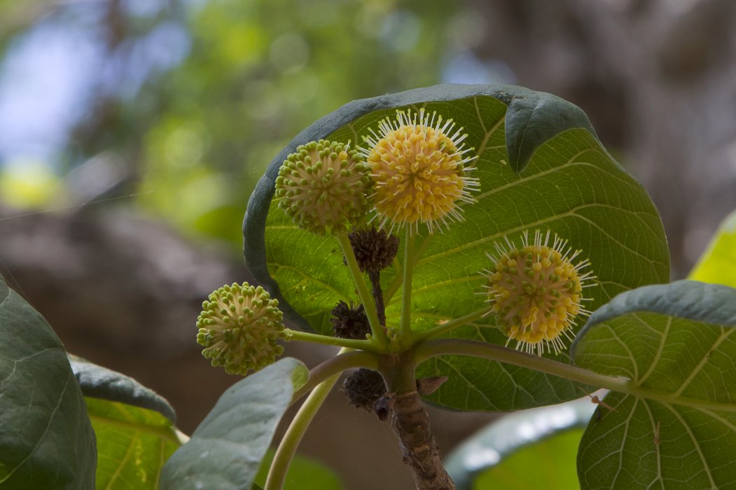 Haldina-cordifolia5.JPG