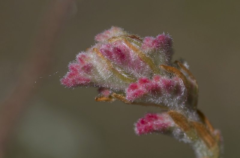 Quercus pyrenaica25.JPG