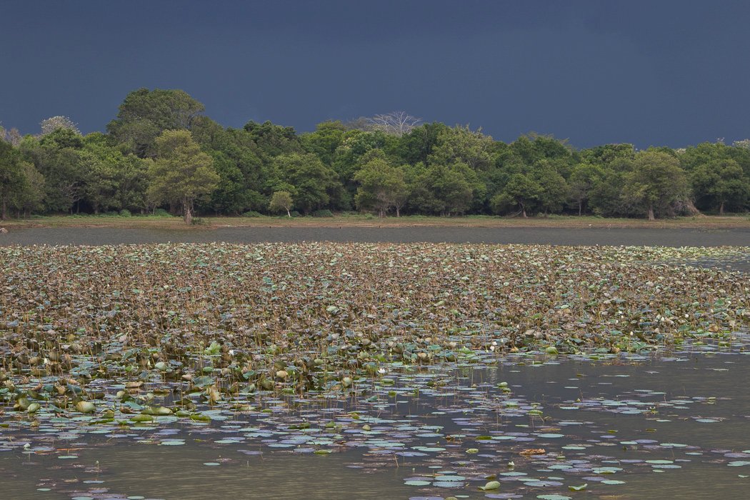 Nelumbo-nucifera1.JPG