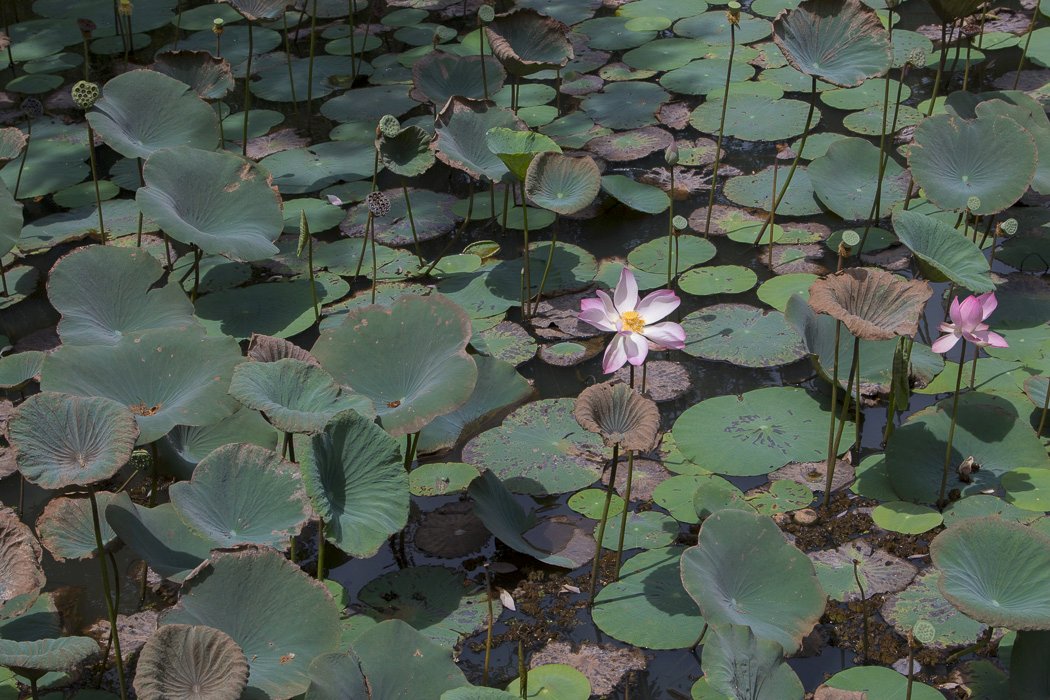 Nelumbo-nucifera3.JPG