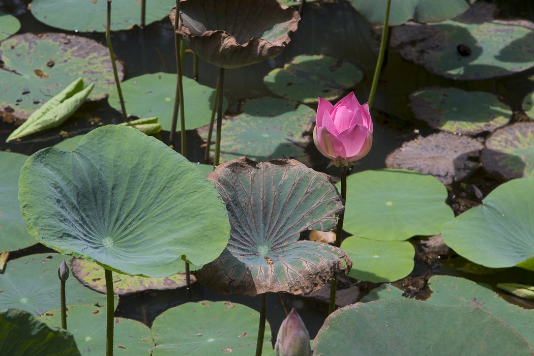 Nelumbo-nucifera4.JPG