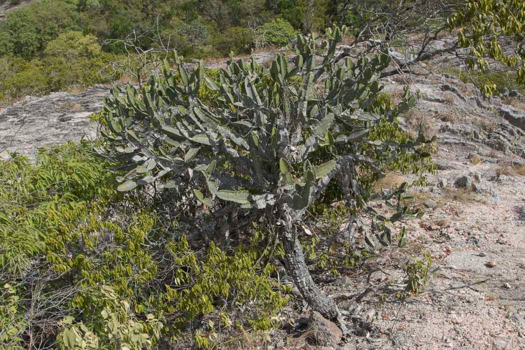 Euphorbia-antiquorum2.JPG