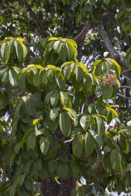 Sterculia-balanghas1.JPG