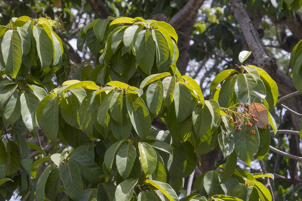 Sterculia-balanghas2.JPG