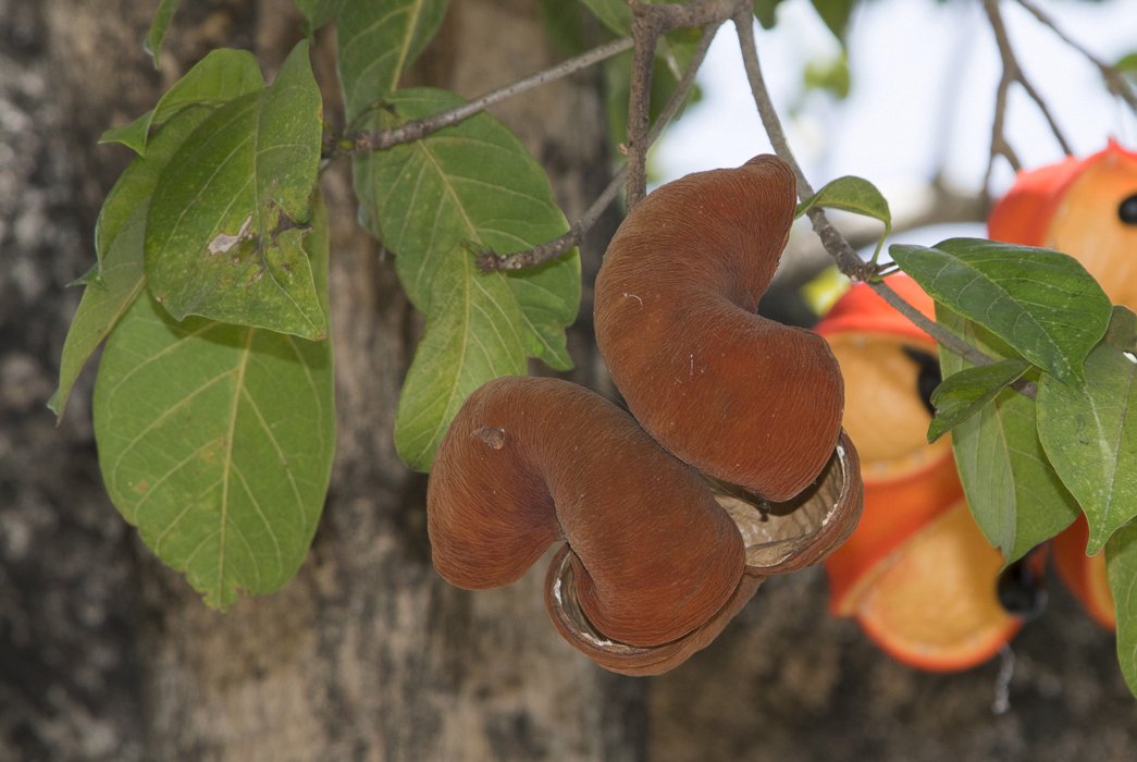 Sterculia-balanghas6.JPG